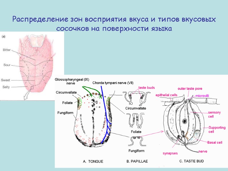 Распределение зон восприятия вкуса и типов вкусовых сосочков на поверхности языка